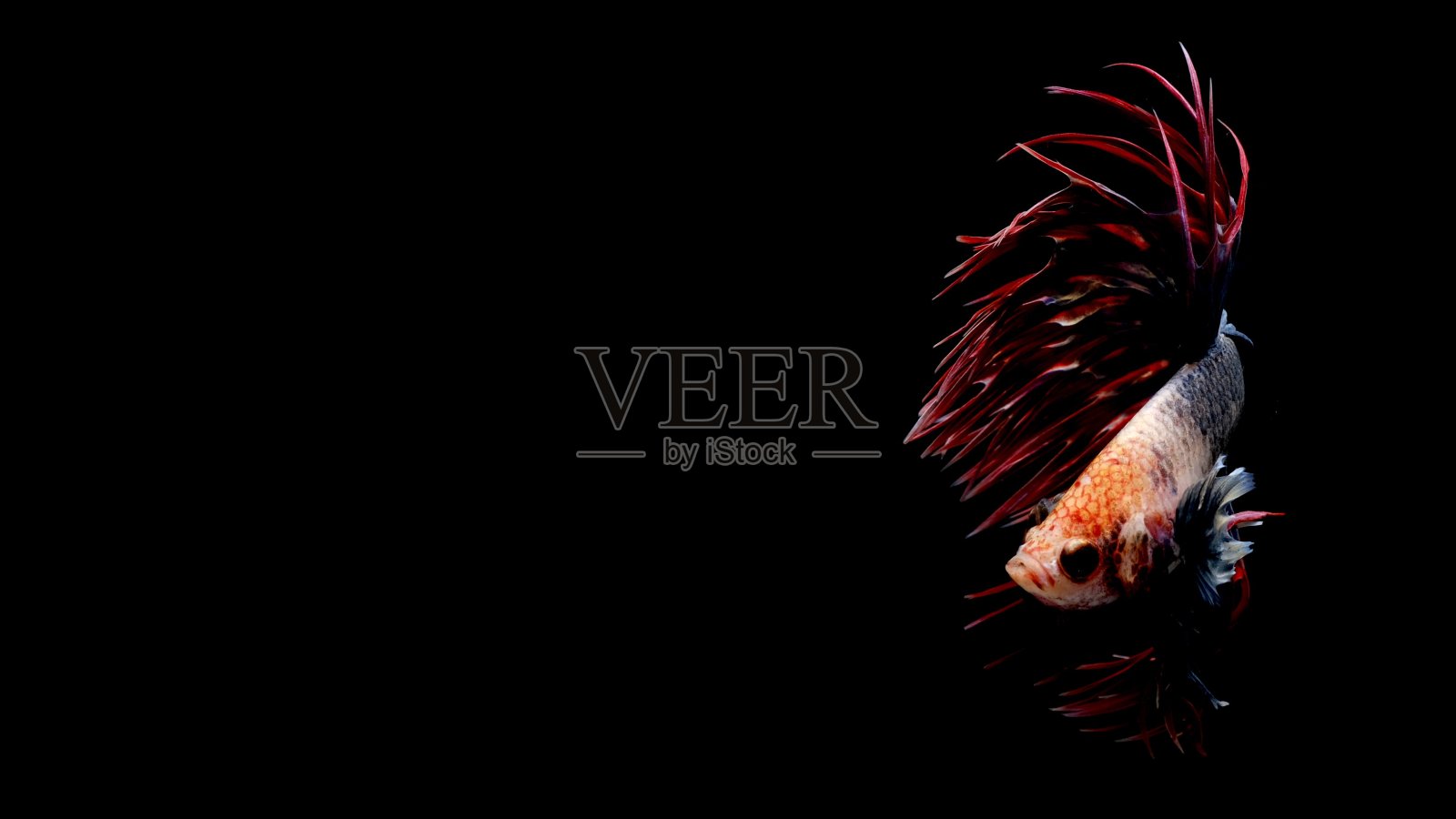 斗鱼花冠尾照片摄影图片