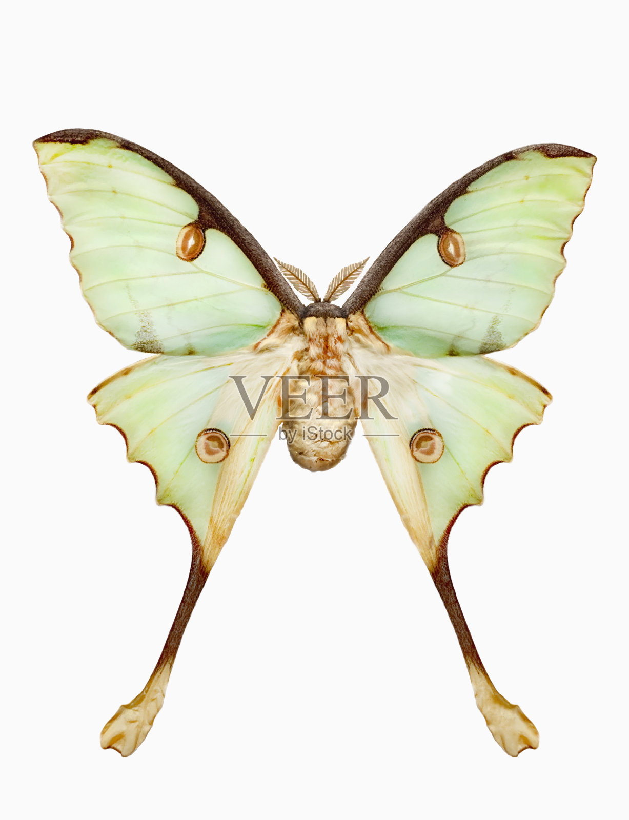 金合欢蛾的摄影照片摄影图片