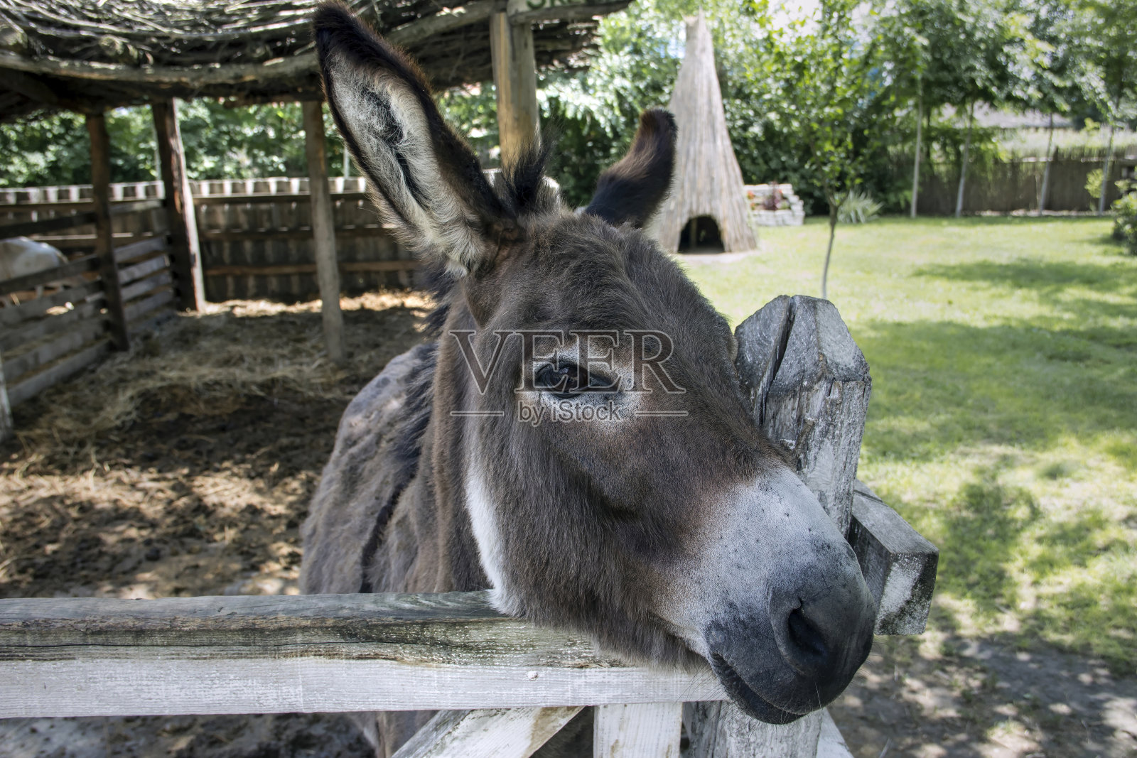 驴的画像照片摄影图片