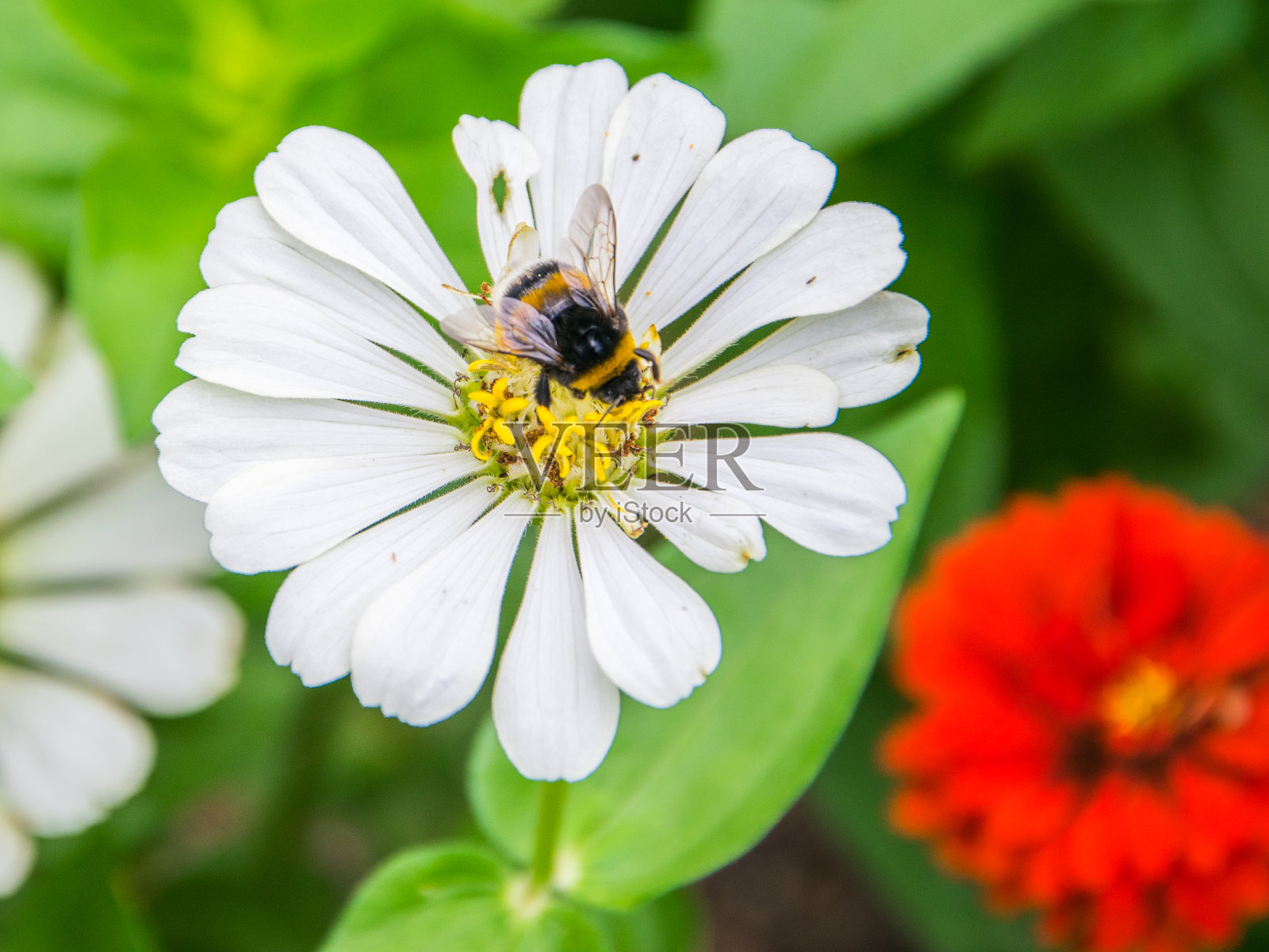 小蜜蜂坐在白花上。照片摄影图片