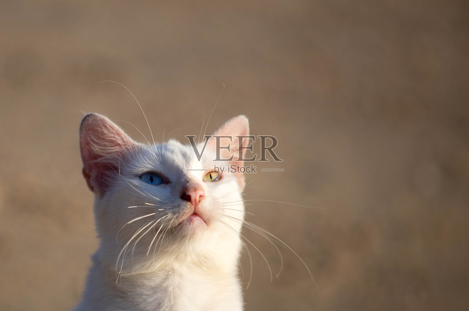 泰国猫，可爱的白色照片摄影图片