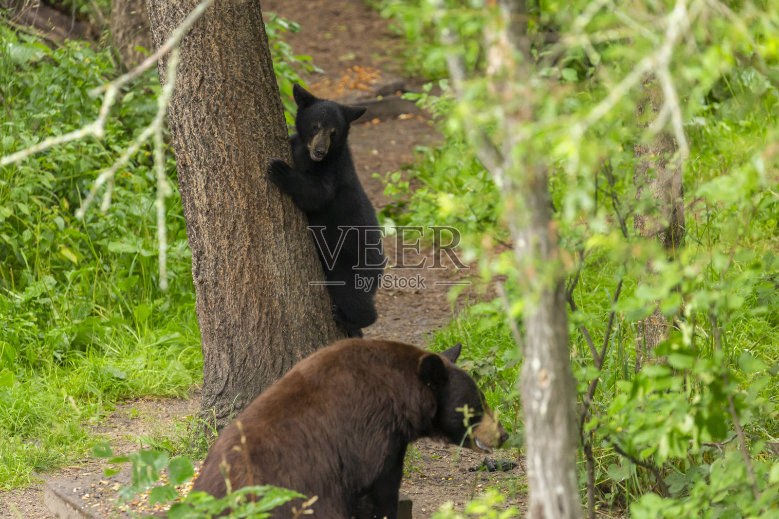 黑熊照片摄影图片