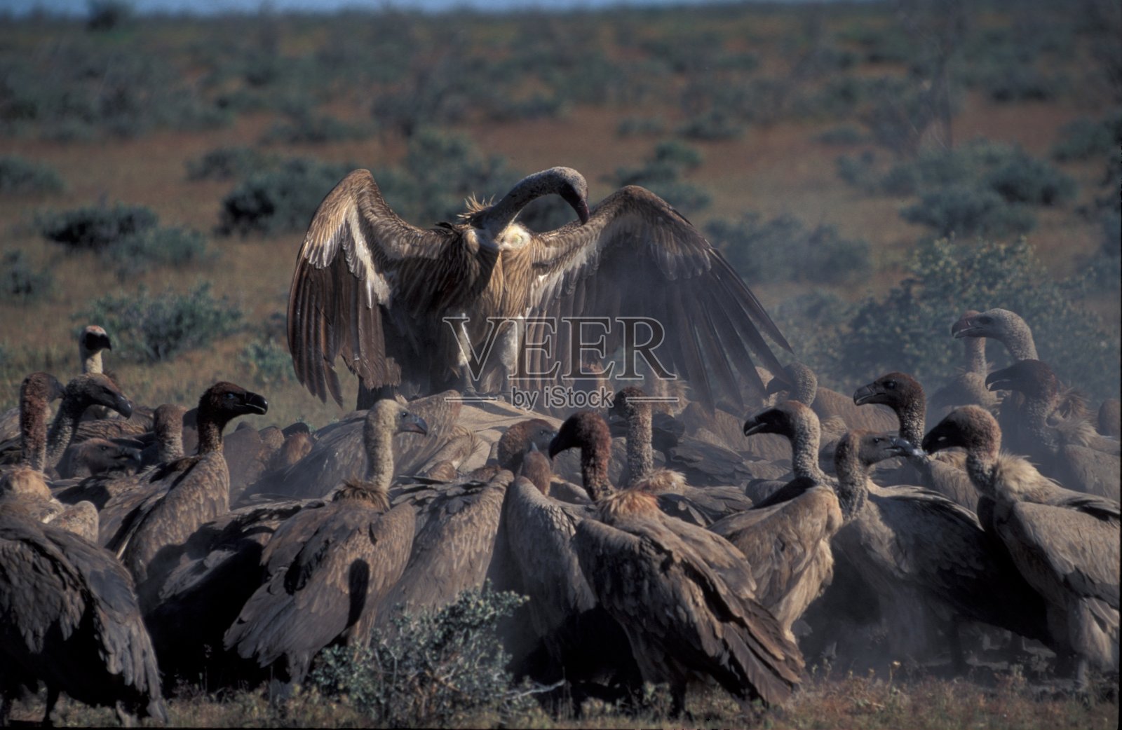 白背秃鹰的主导地位照片摄影图片