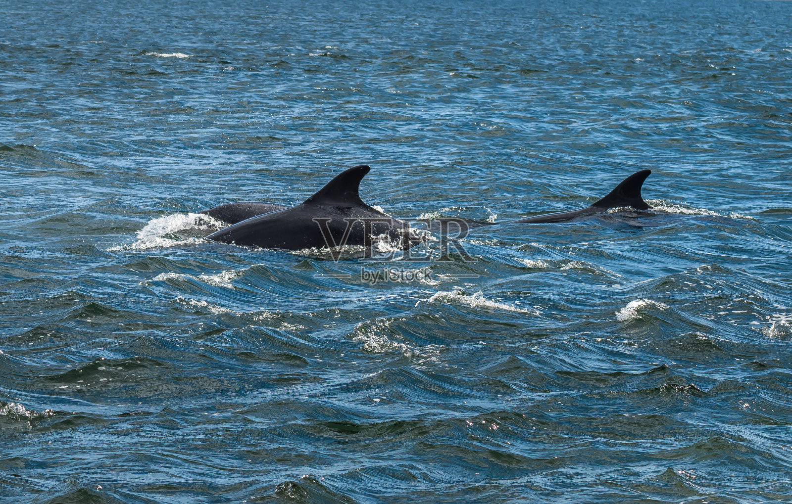 位于苏格兰因弗内斯附近的chanrenpoint的马里湾的宽吻海豚照片摄影图片