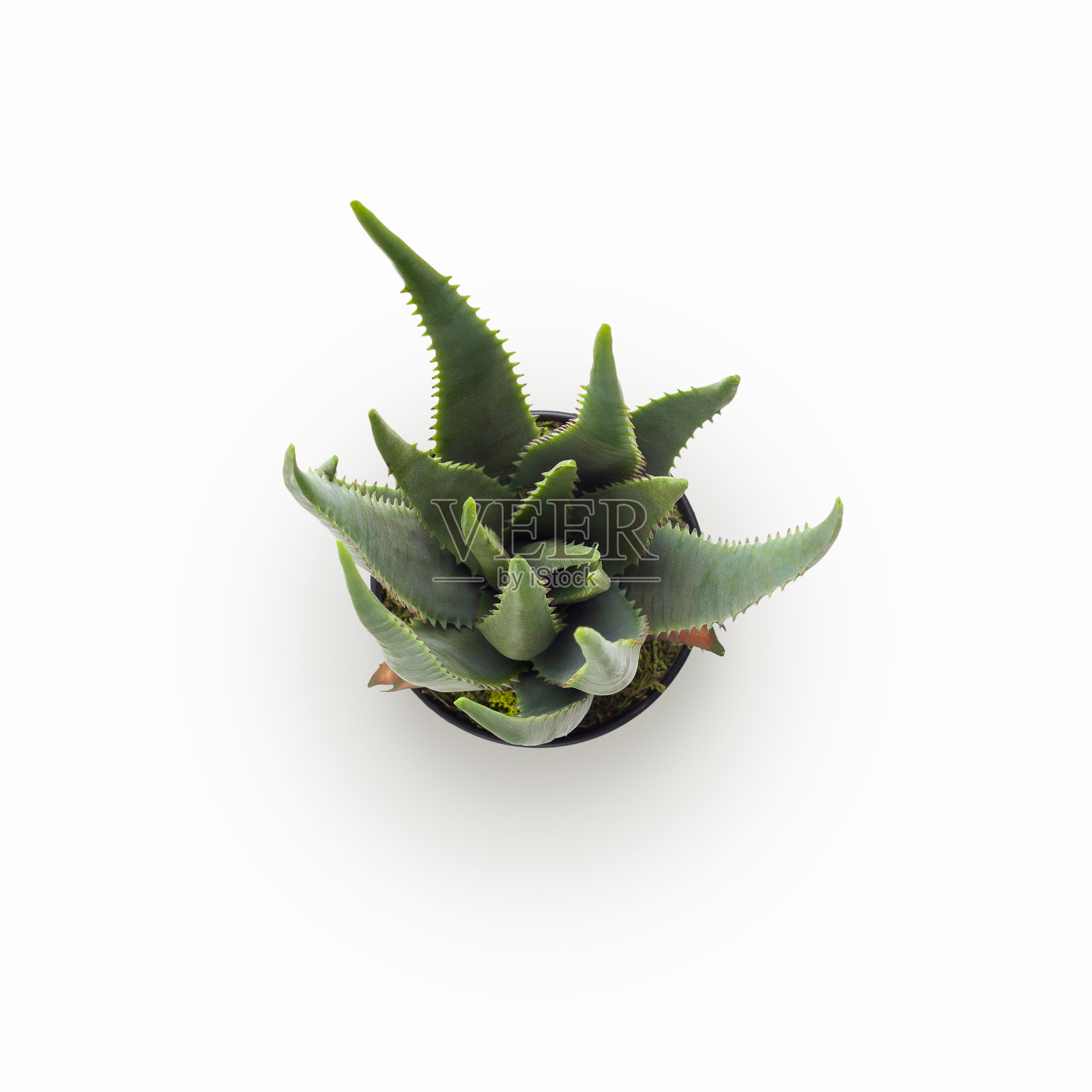 白色背景上分离的迷你芦荟植物照片摄影图片