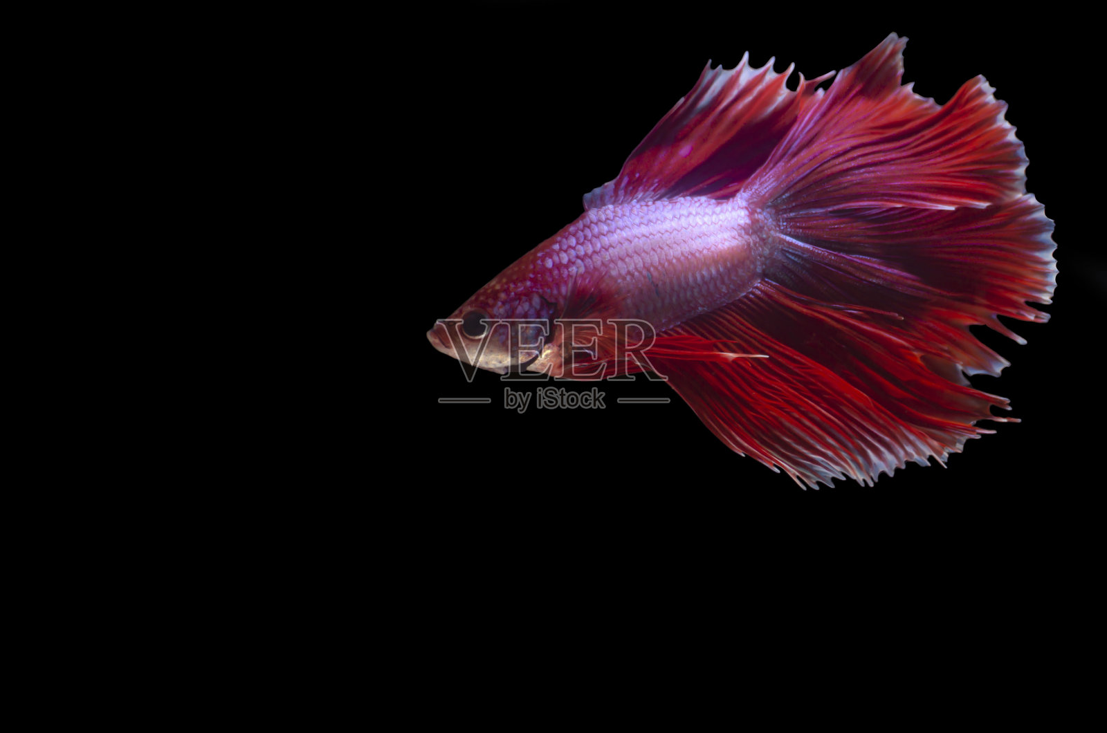 雄性红双扇尾暹罗斗犬照片摄影图片