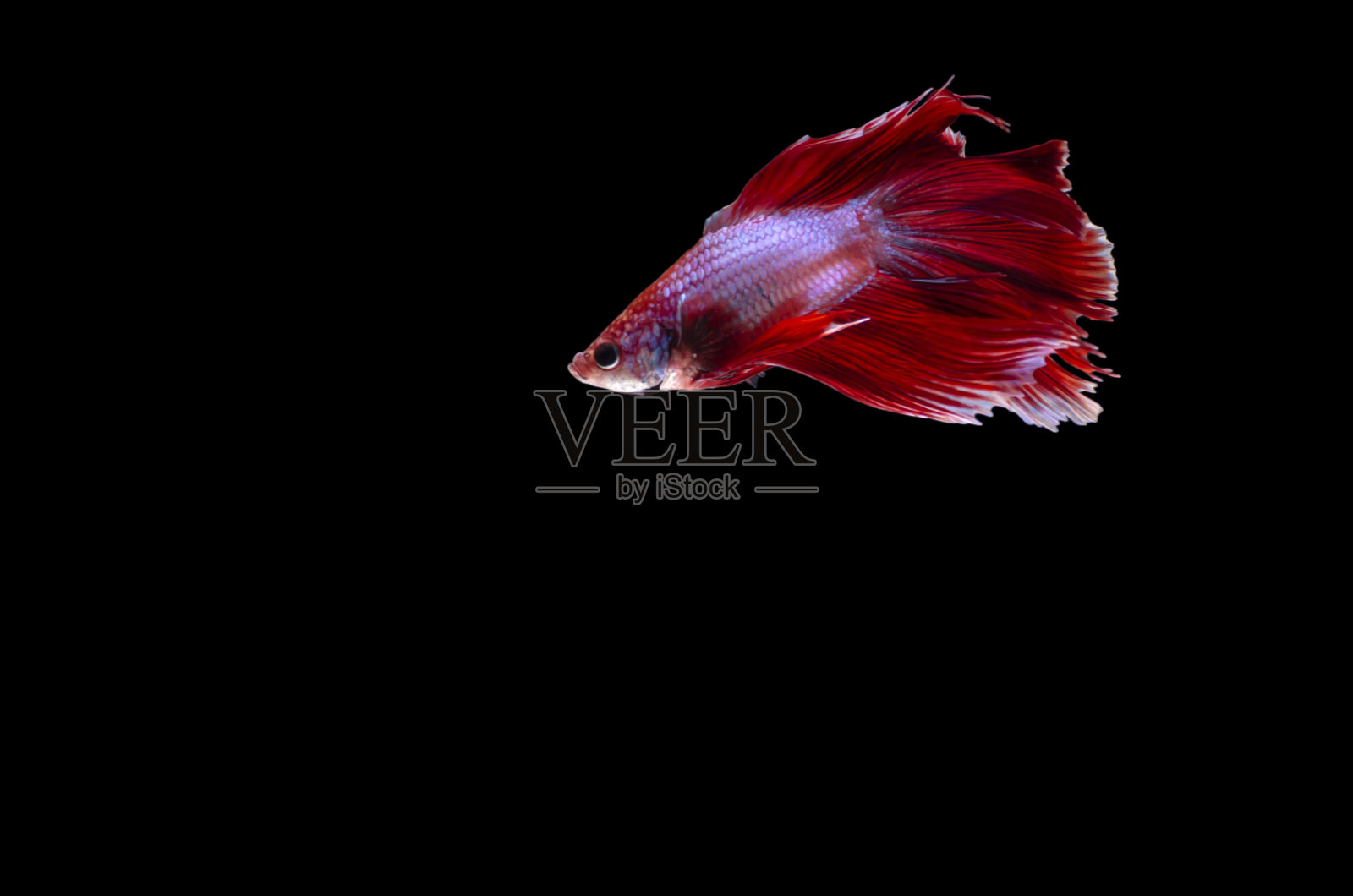 雄性红双扇尾暹罗斗犬照片摄影图片