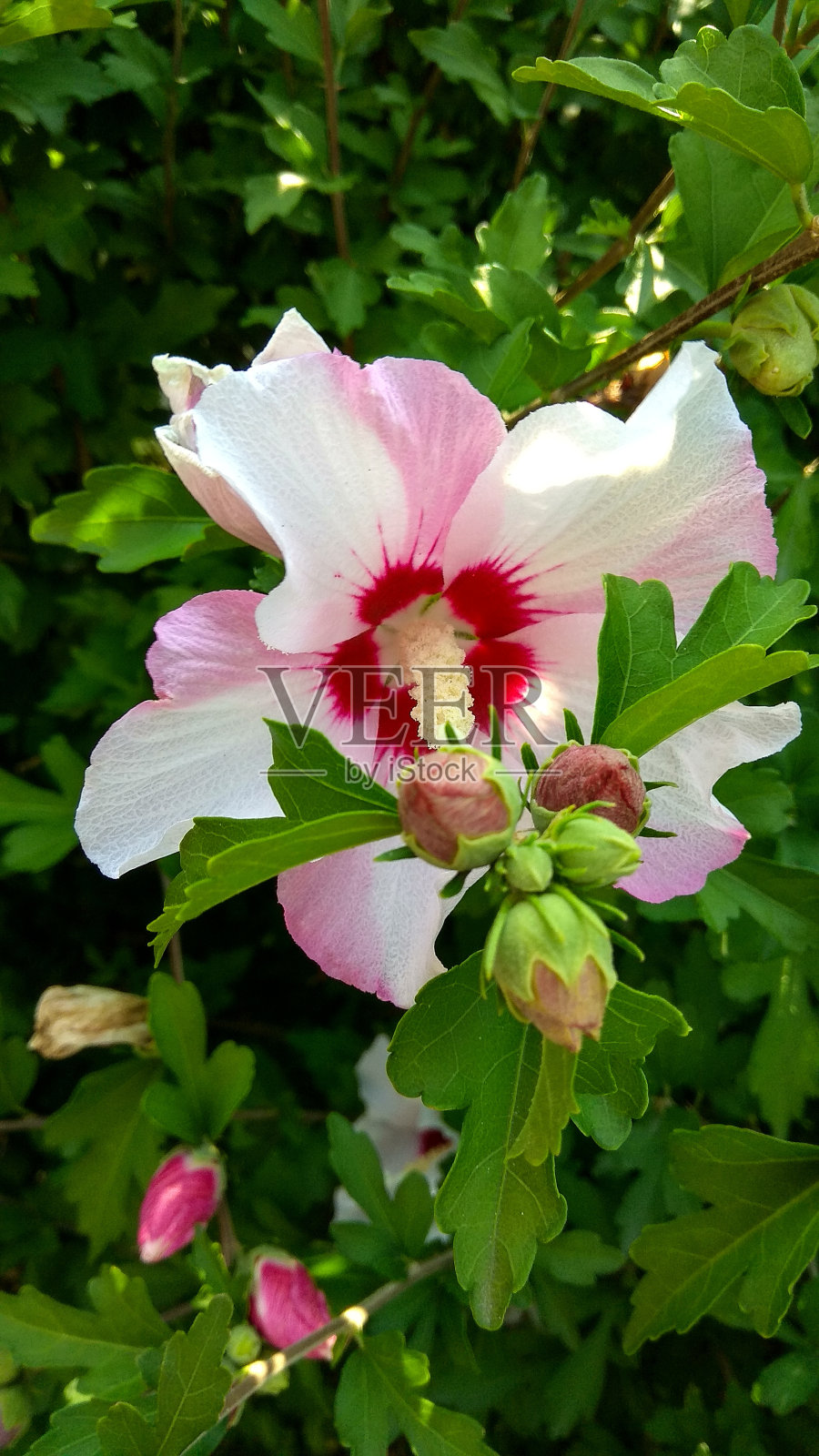 娇嫩的芙蓉双色，粉白色的花背后的芽与绿色的叶子。照片摄影图片