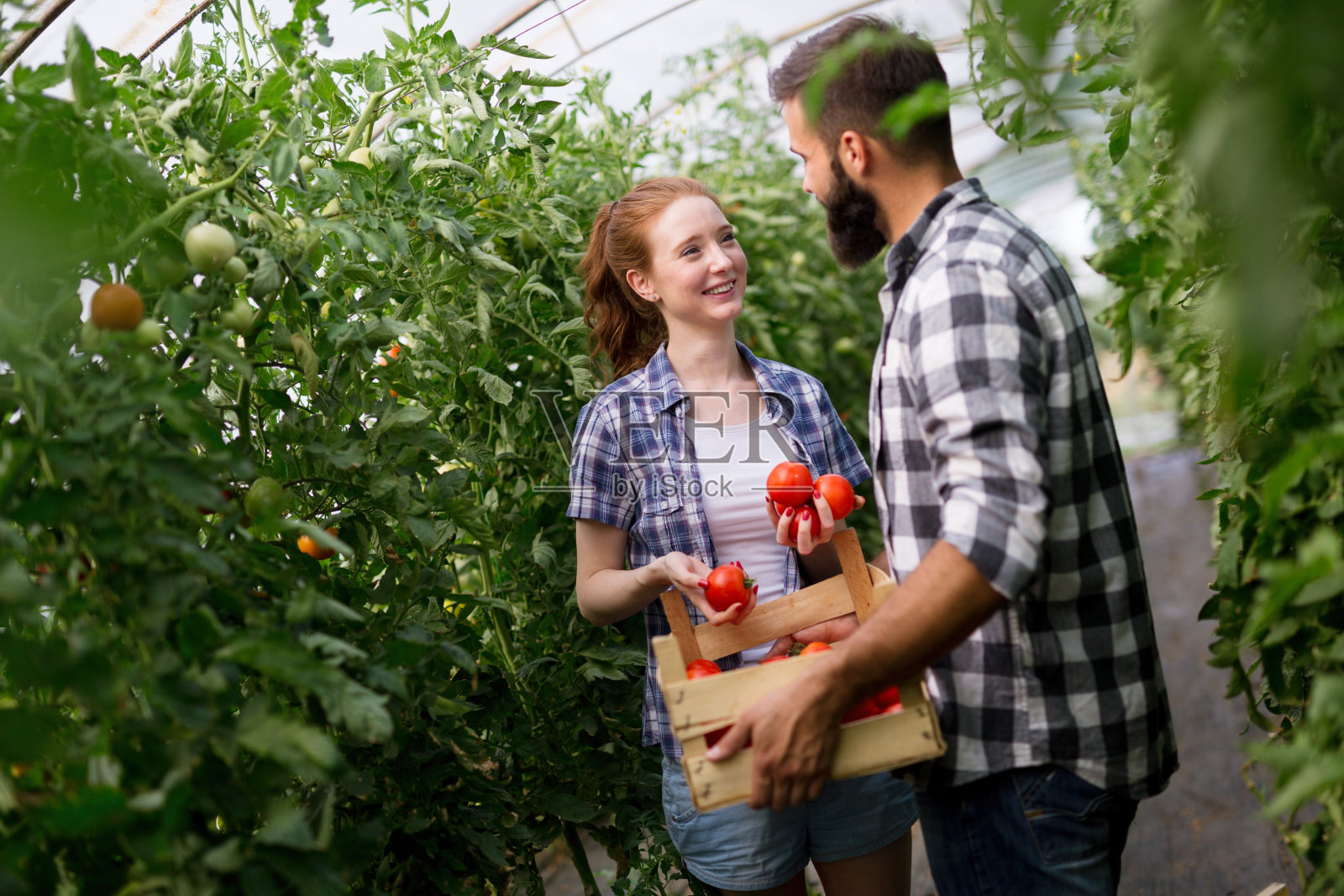 一对年轻的农民在温室工作照片摄影图片