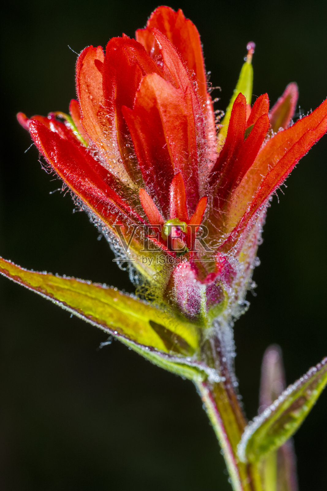 加拿大亚伯达省的班夫国家公园照片摄影图片