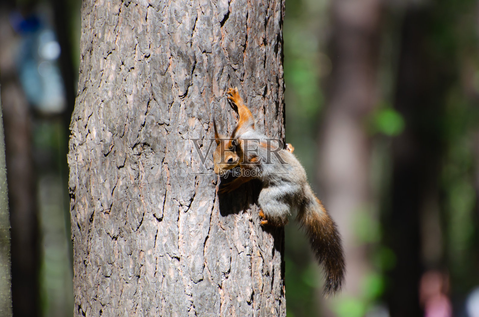 松树上的灰松鼠照片摄影图片