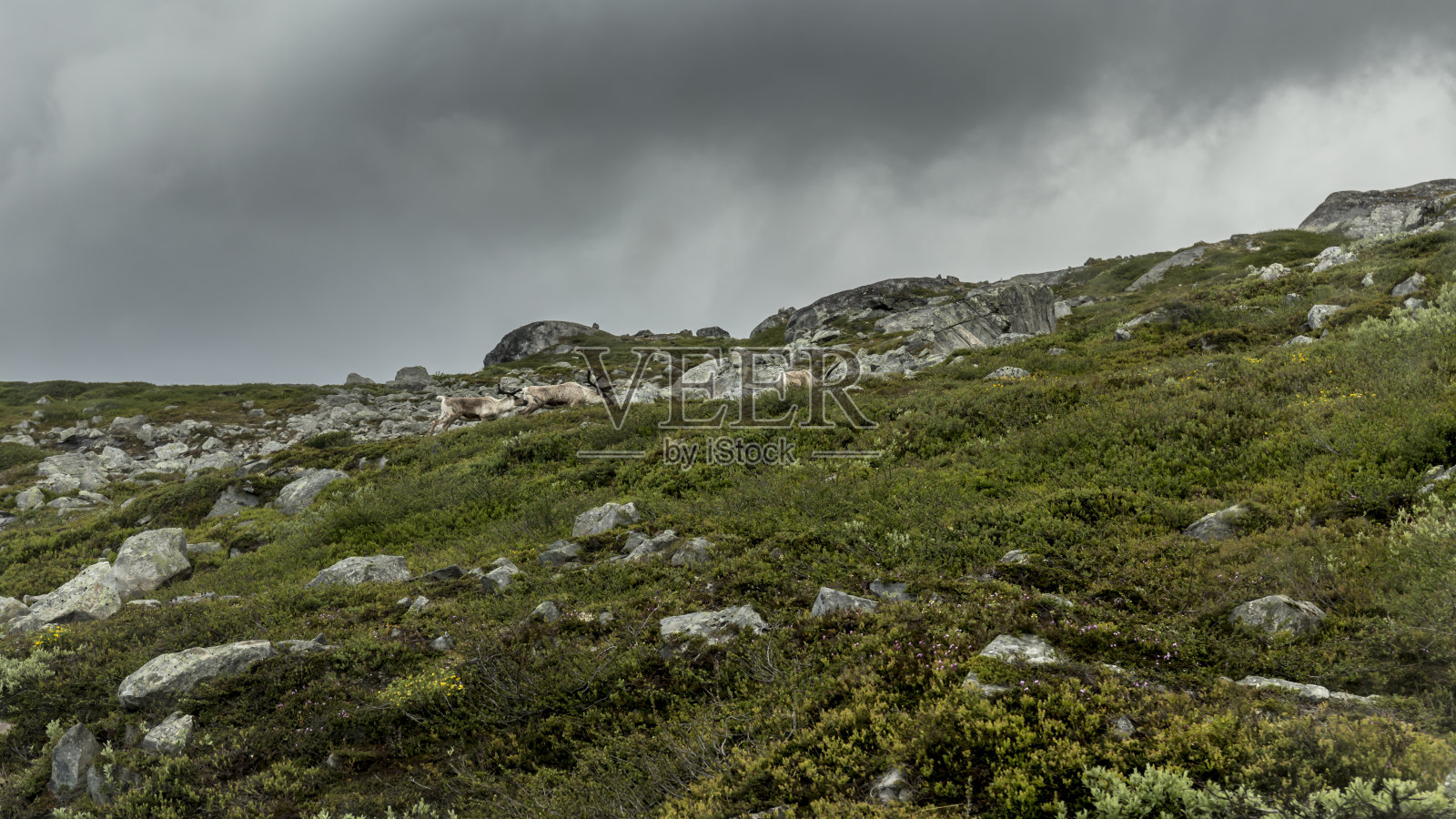 挪威荒野里的驯鹿照片摄影图片
