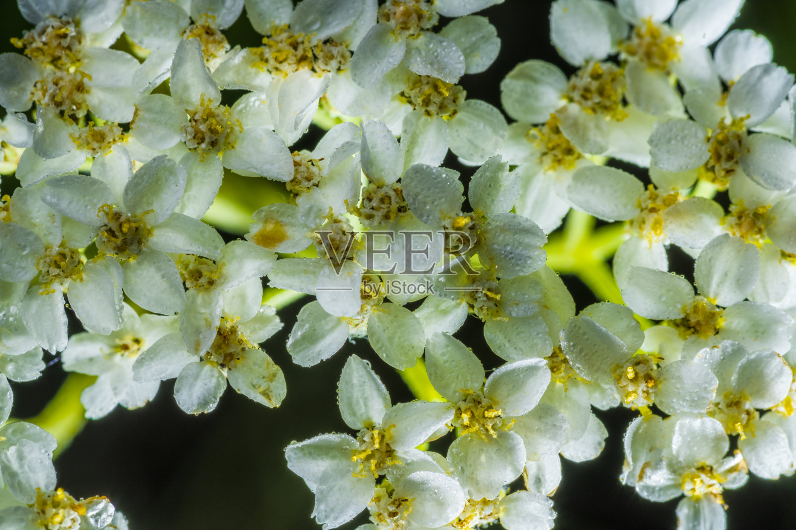 加拿大亚伯达省的班夫国家公园照片摄影图片