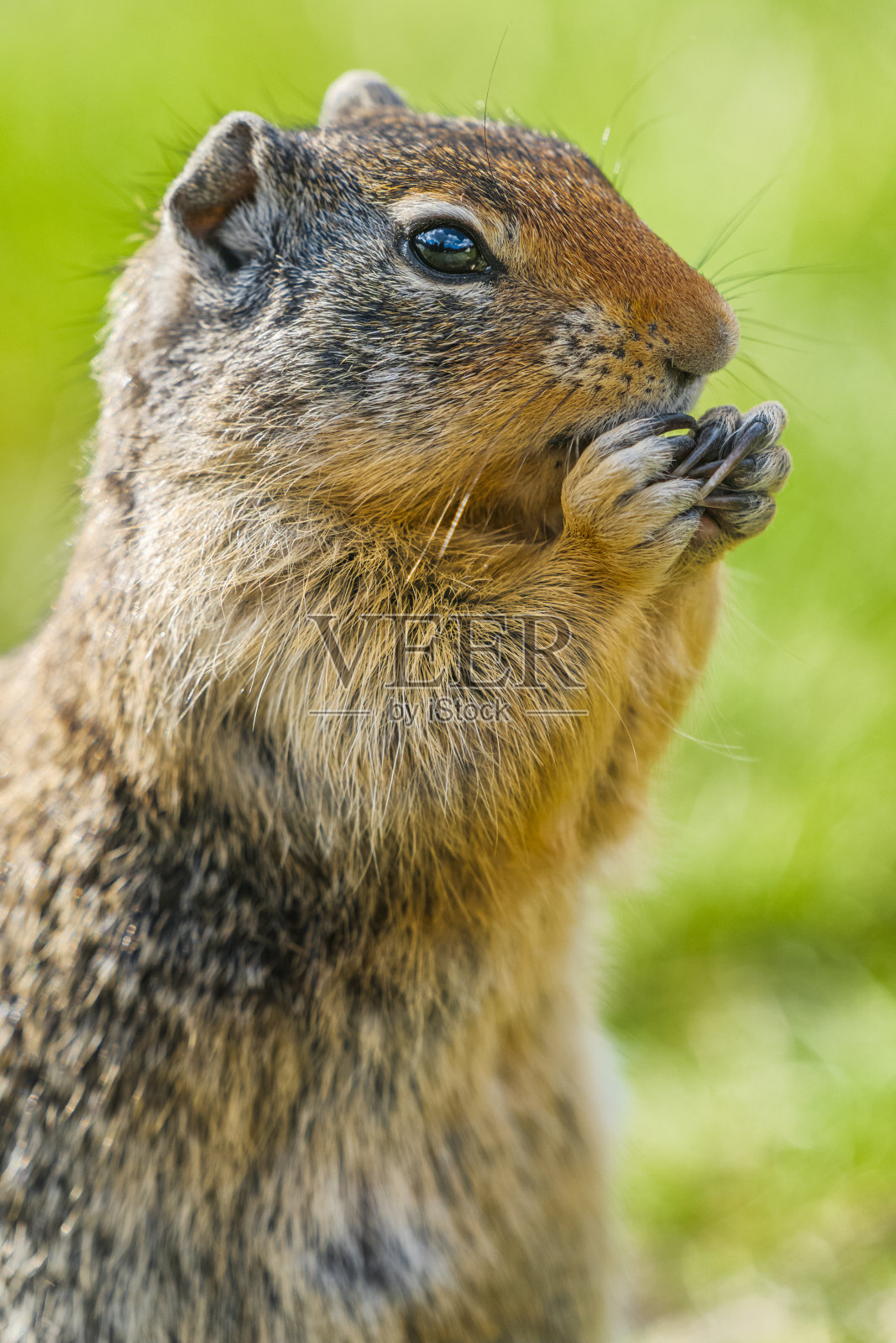 加拿大亚伯达省的Kananaskis省公园照片摄影图片
