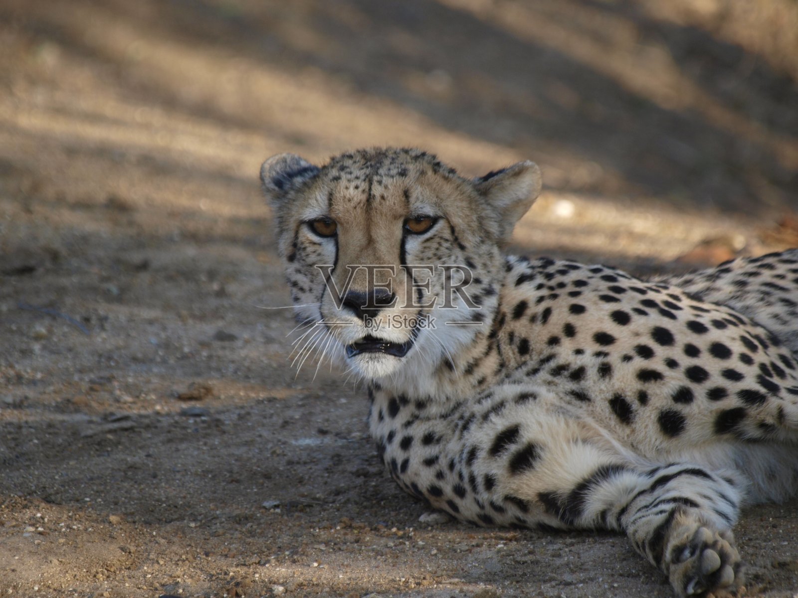 南非刺丛野生动物保护区的猎豹照片摄影图片