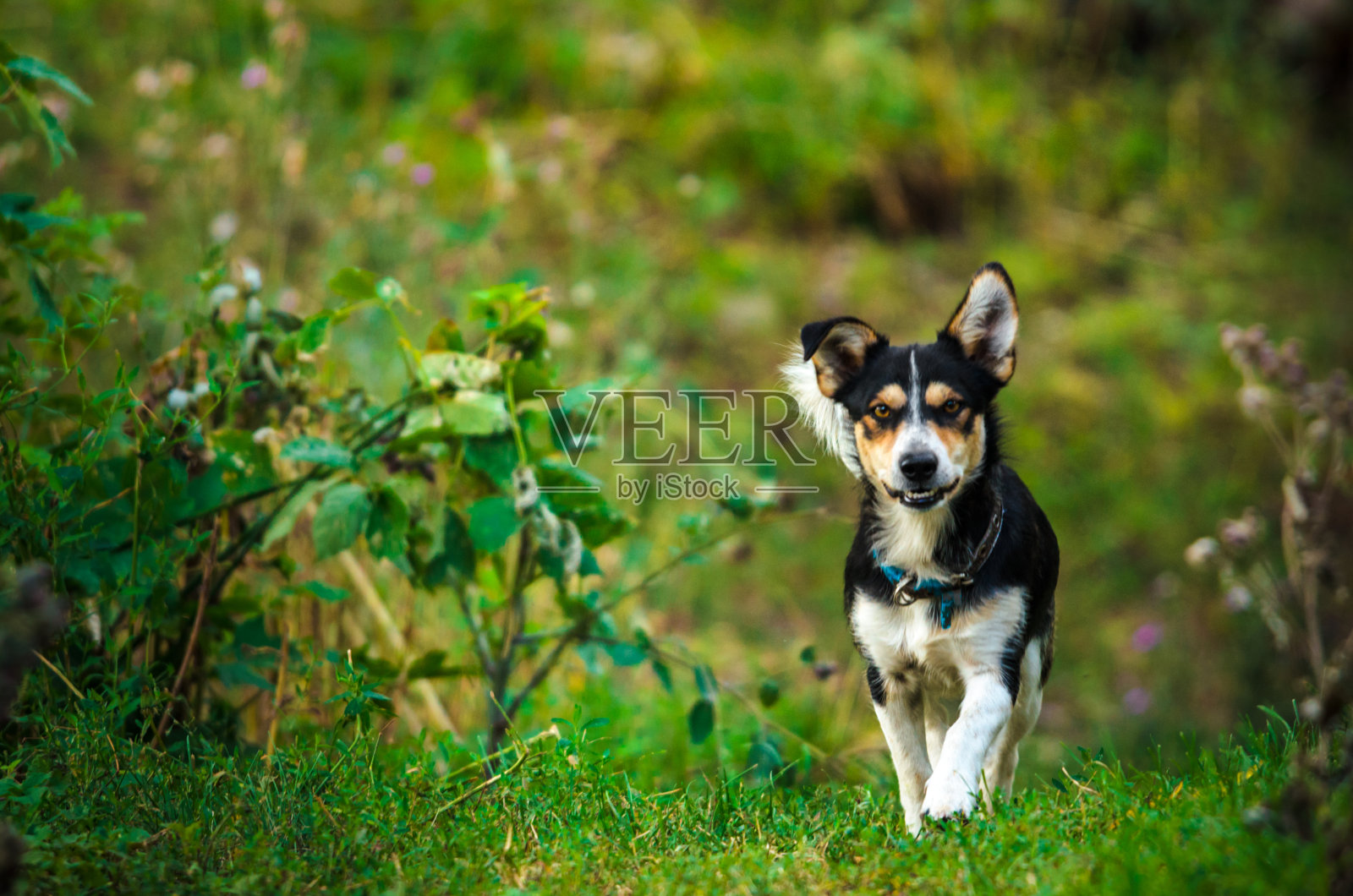 那条狗沿着村子里的小路跑照片摄影图片