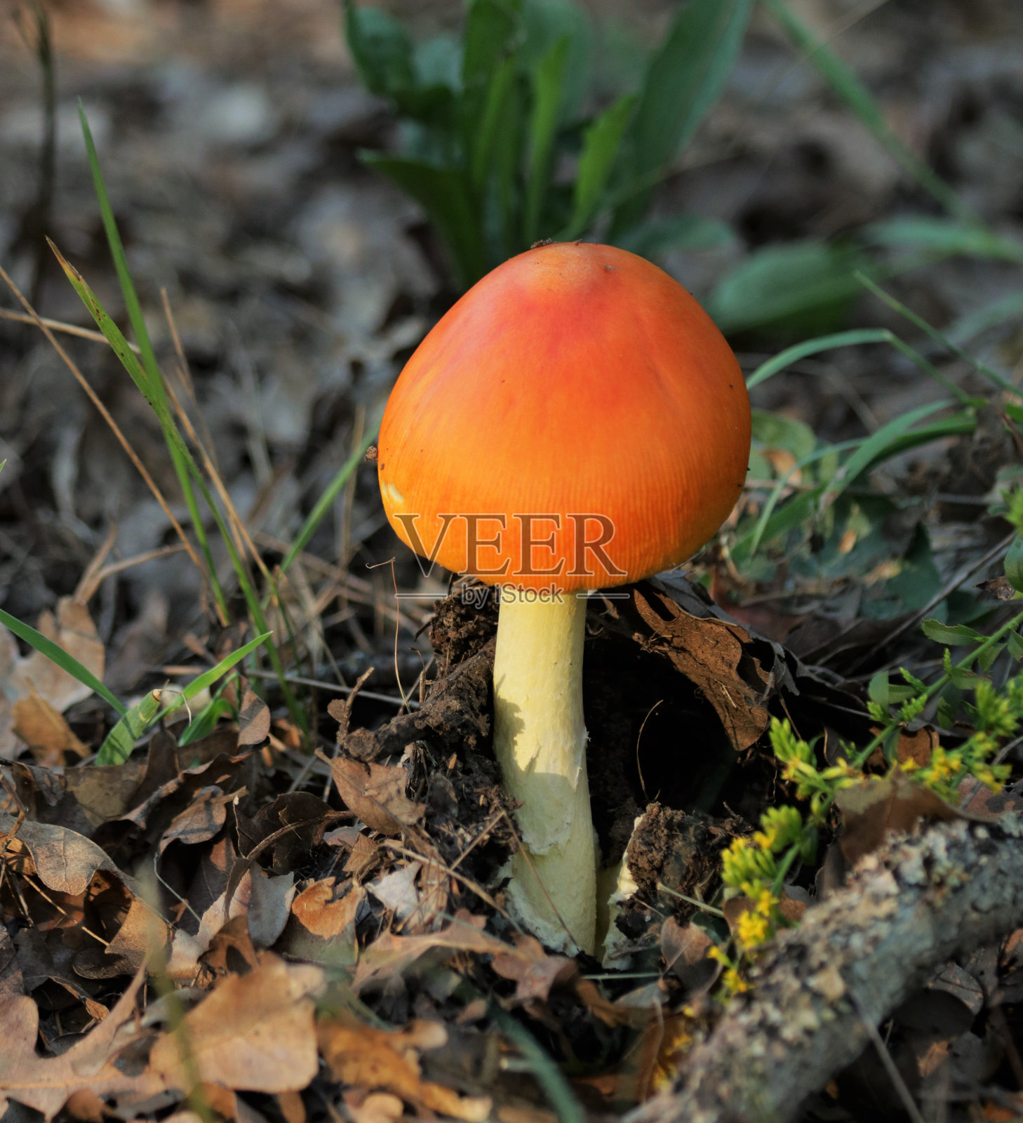 鹅膏菌的黄昏光蘑菇照片摄影图片