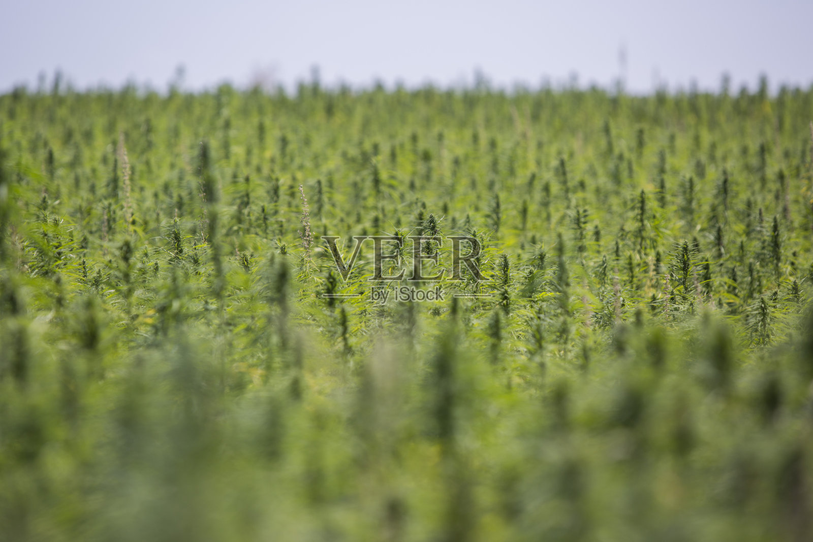 大麻CBD大麻植物田。药用和休闲大麻种植。照片摄影图片