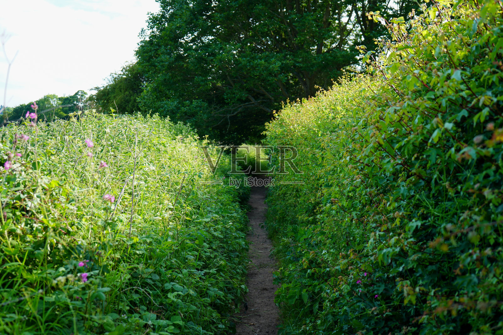 乡间杂草丛生的小径照片摄影图片
