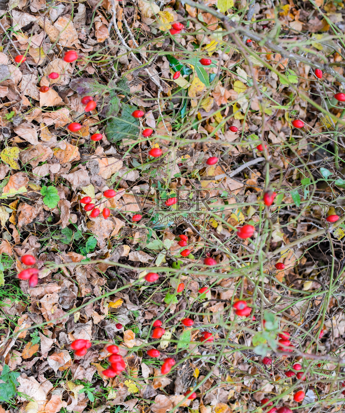 有成熟浆果的Hips。灌木上的狗的浆果。野玫瑰的果实。棘手的dogrose。红玫瑰果。照片摄影图片