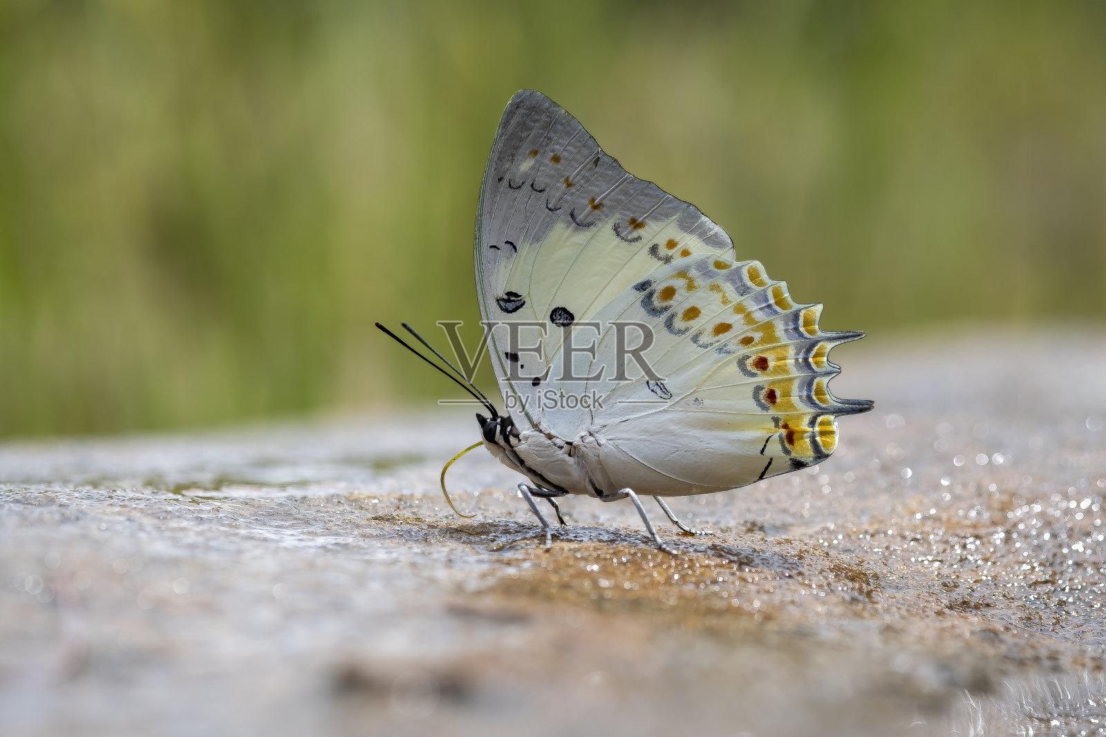 蝴蝶镶有宝石的英国人。泰国的蝴蝶。照片摄影图片