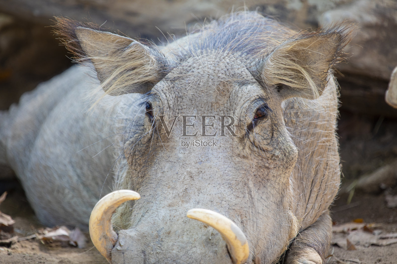 法科乔鲁斯非洲在午睡时间照片摄影图片