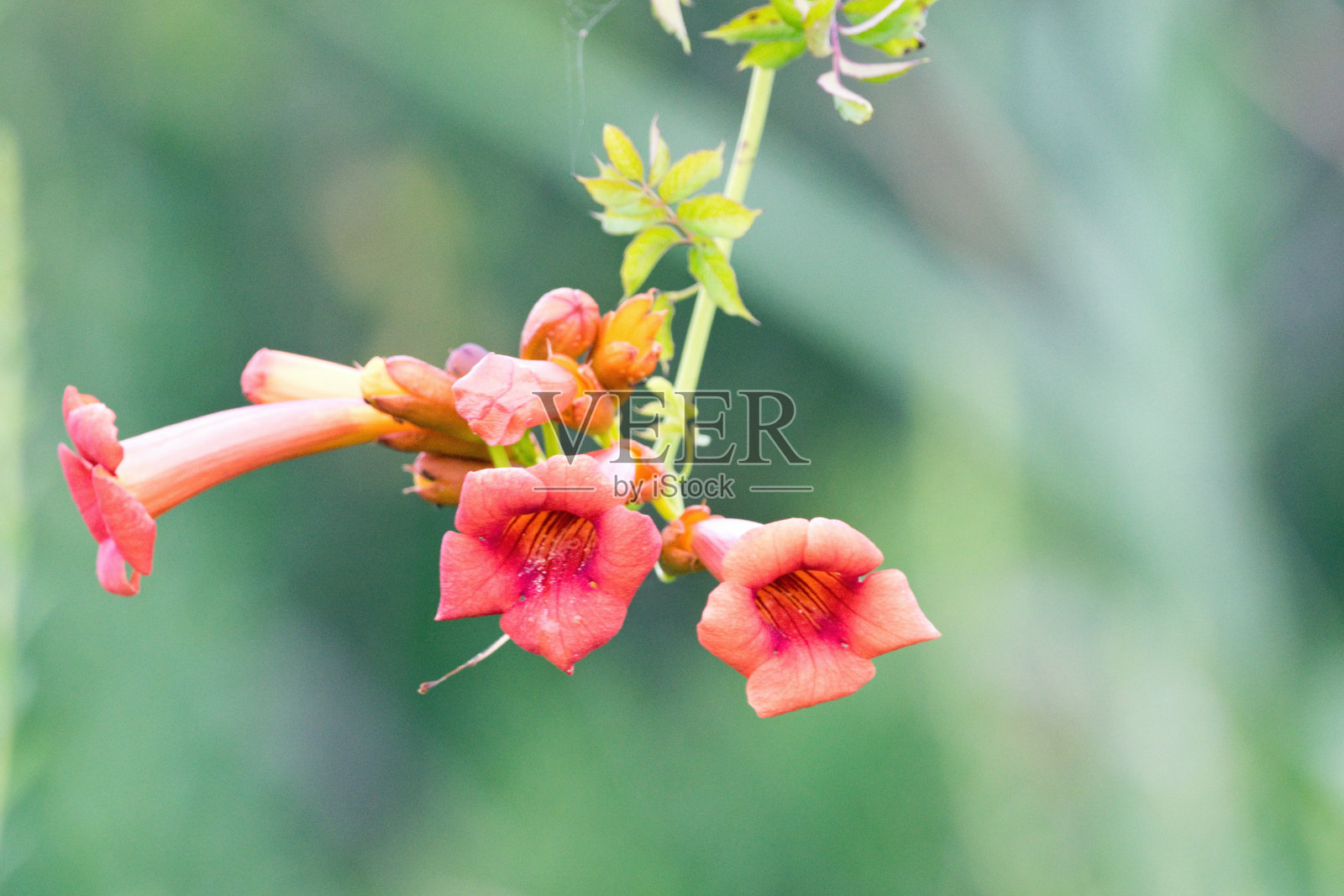 小号葡萄花照片摄影图片