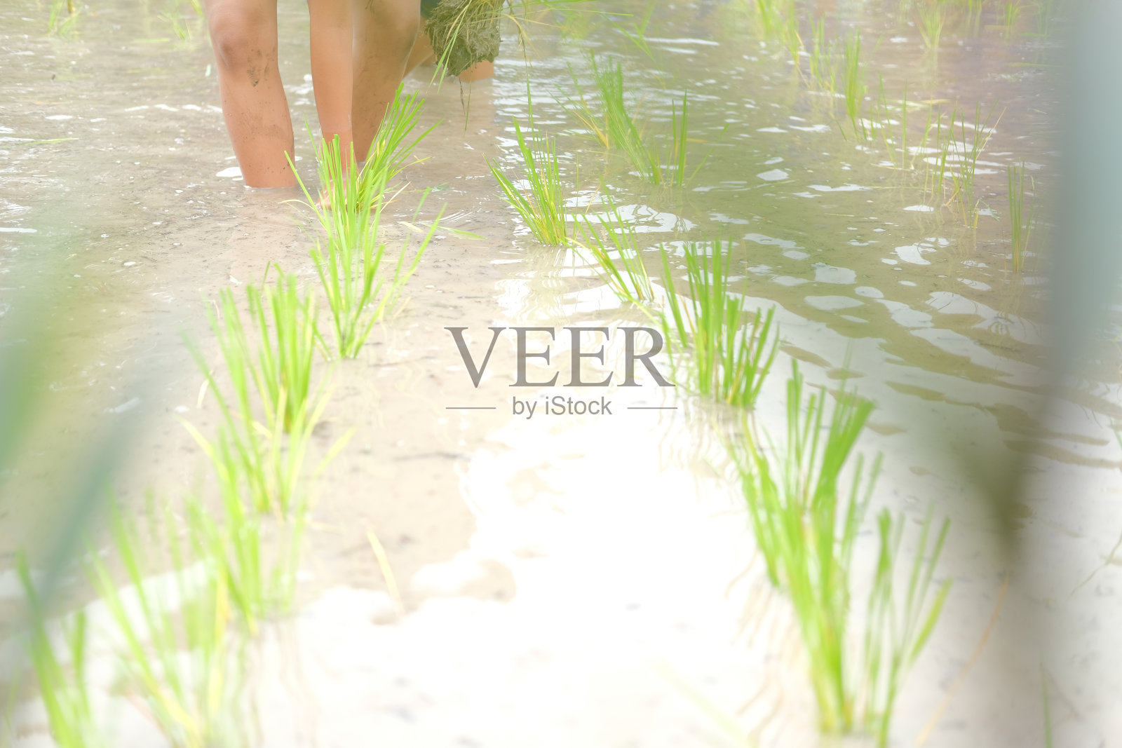 农民在稻田里种水稻，人们在播种幼苗照片摄影图片