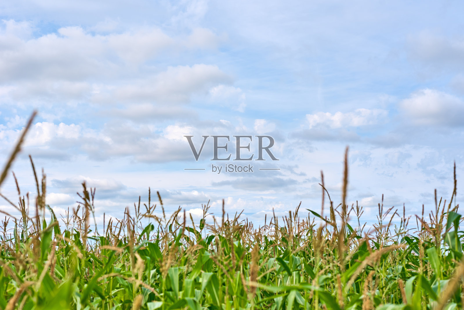 夏天的麦田和多云的天空照片摄影图片