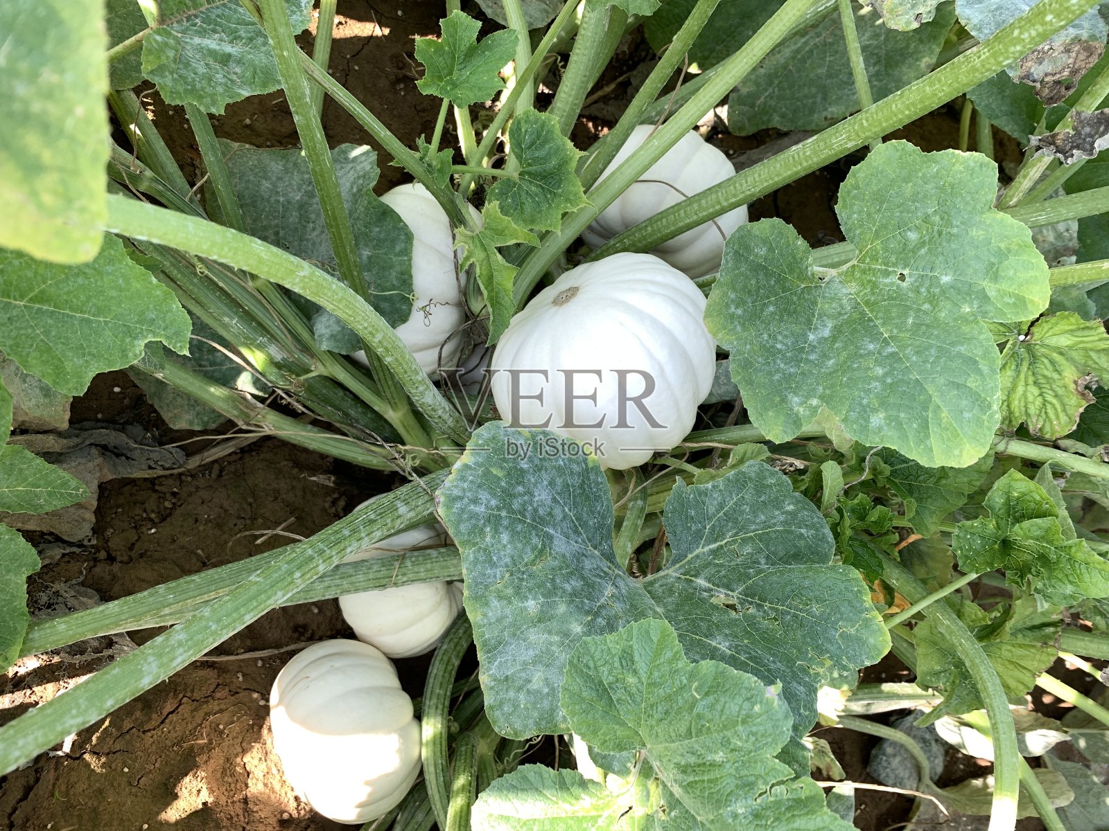 田野里的白南瓜照片摄影图片