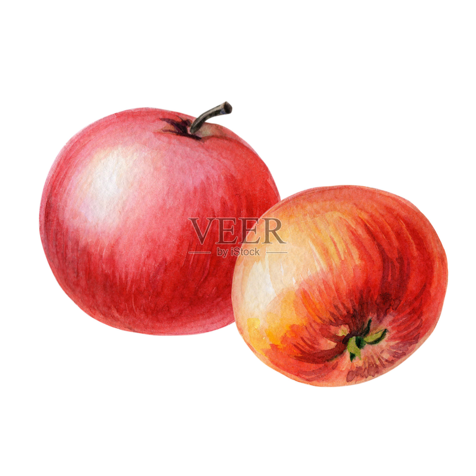 白色背景上的红苹果。夏天，秋天的水果插图。设计元素图片