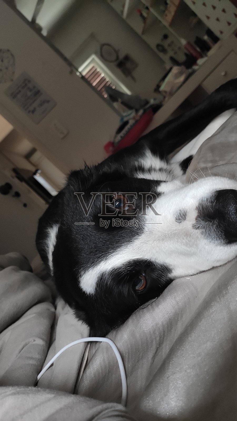 狗与爱照片摄影图片