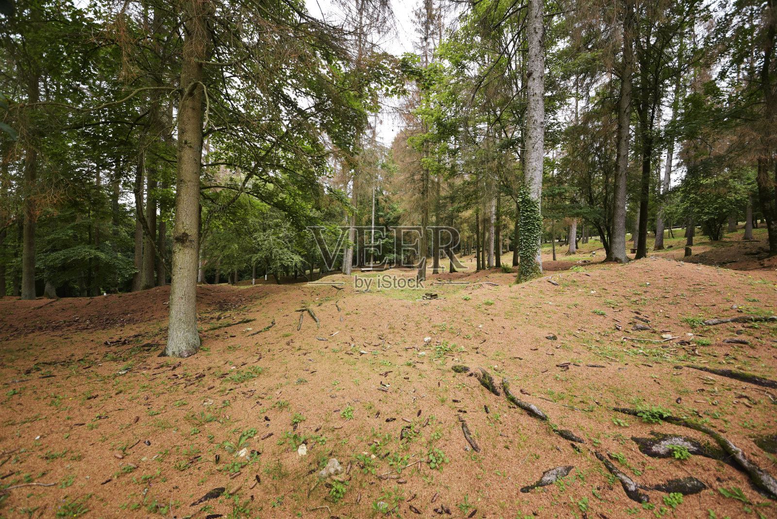 森林战壕和弹坑照片摄影图片