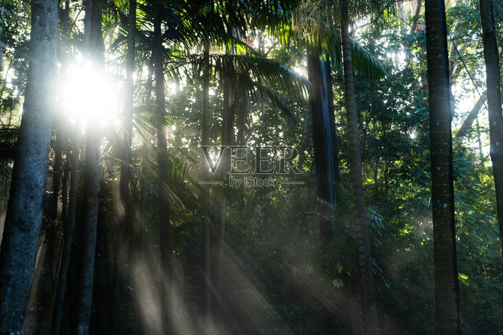 清晨，上帝的光芒透过雨林的树冠。照片摄影图片