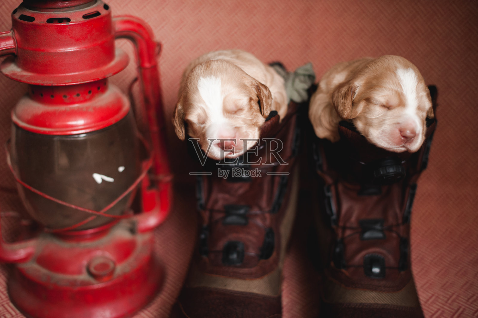 小狗照片摄影图片