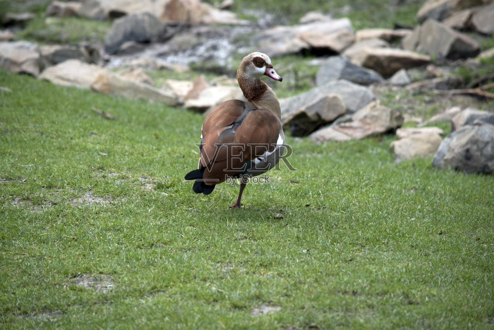 一只埃及鹅站在一个lrg上照片摄影图片