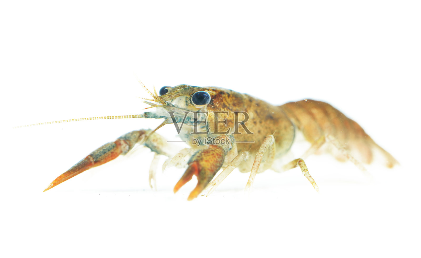 小龙虾，小龙虾。大型活螯虾孤立在白色之上。照片摄影图片