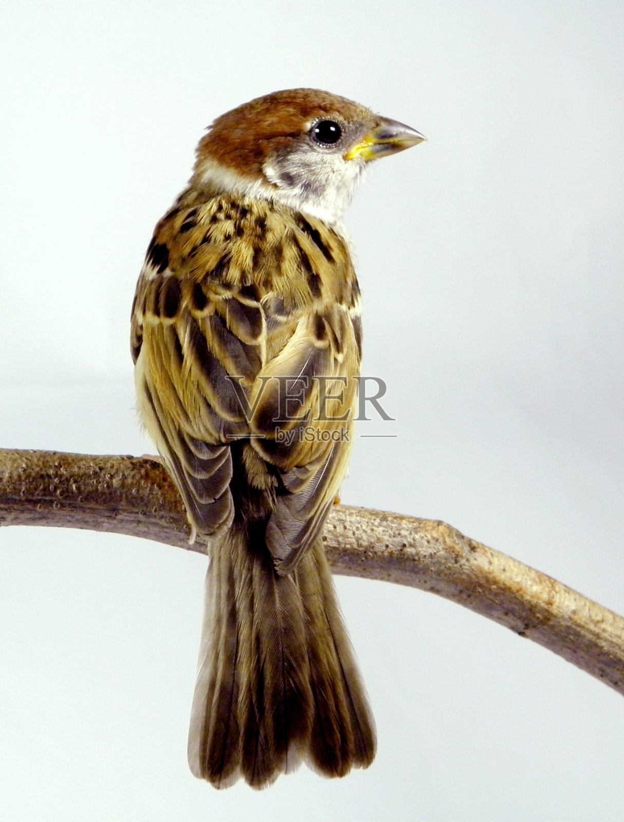 欧亚树麻雀，彩色的鸟，孤立在白色背景的树枝上。照片摄影图片