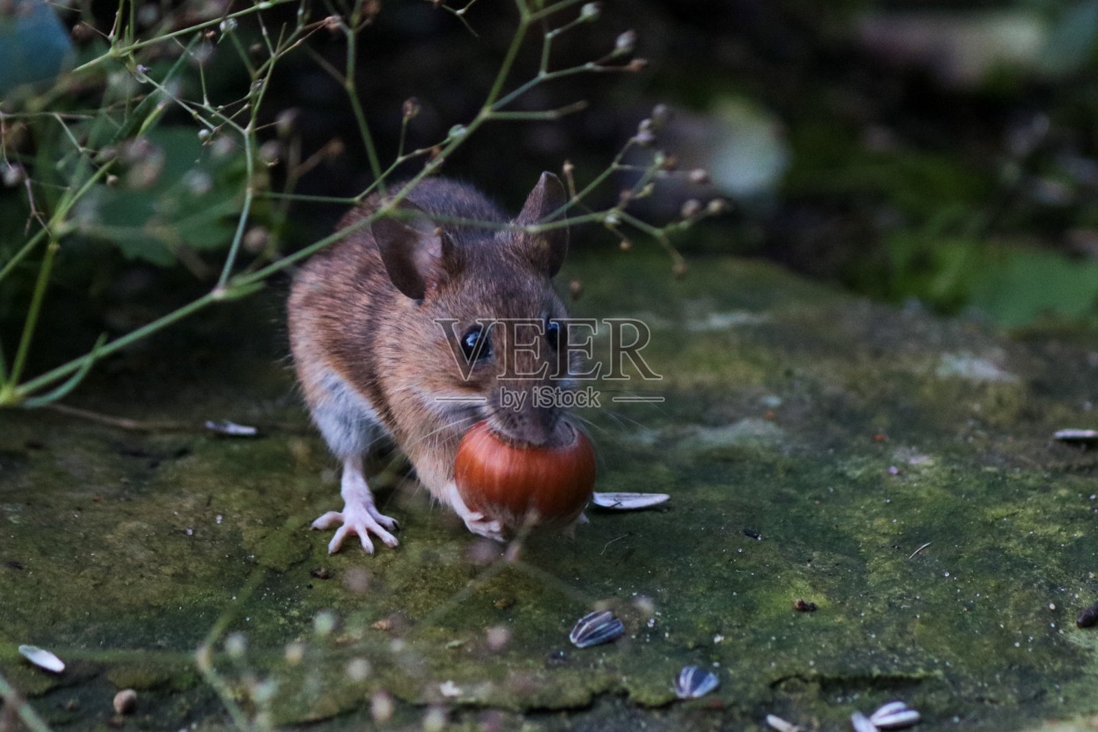 鼠标与榛子照片摄影图片