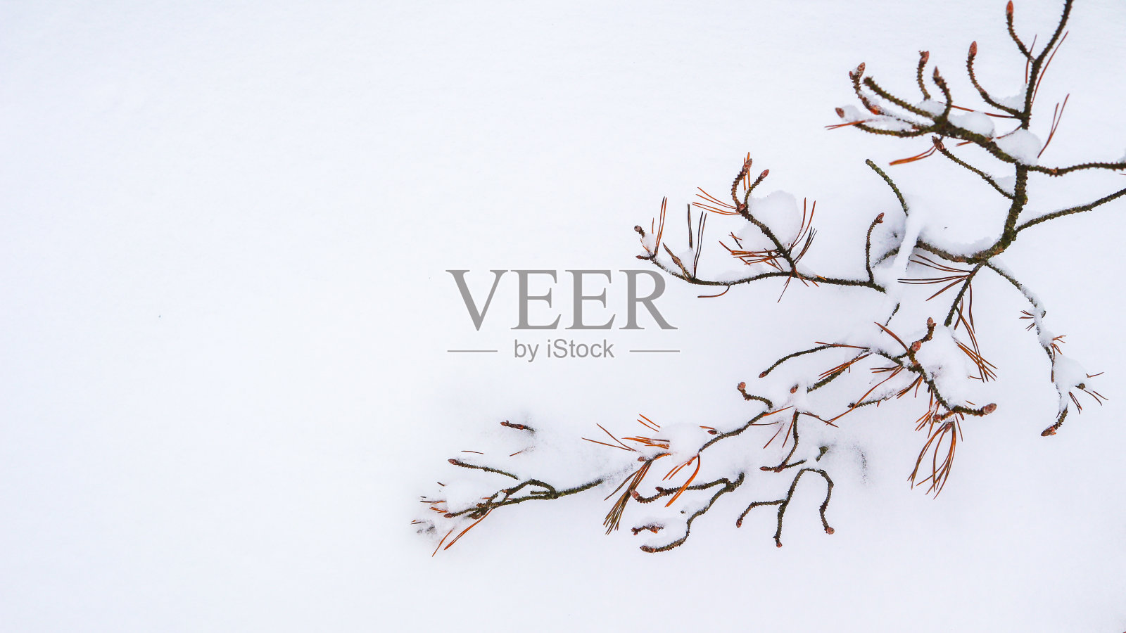 冬季雪背景与松树枝和地方为您的文本。照片摄影图片