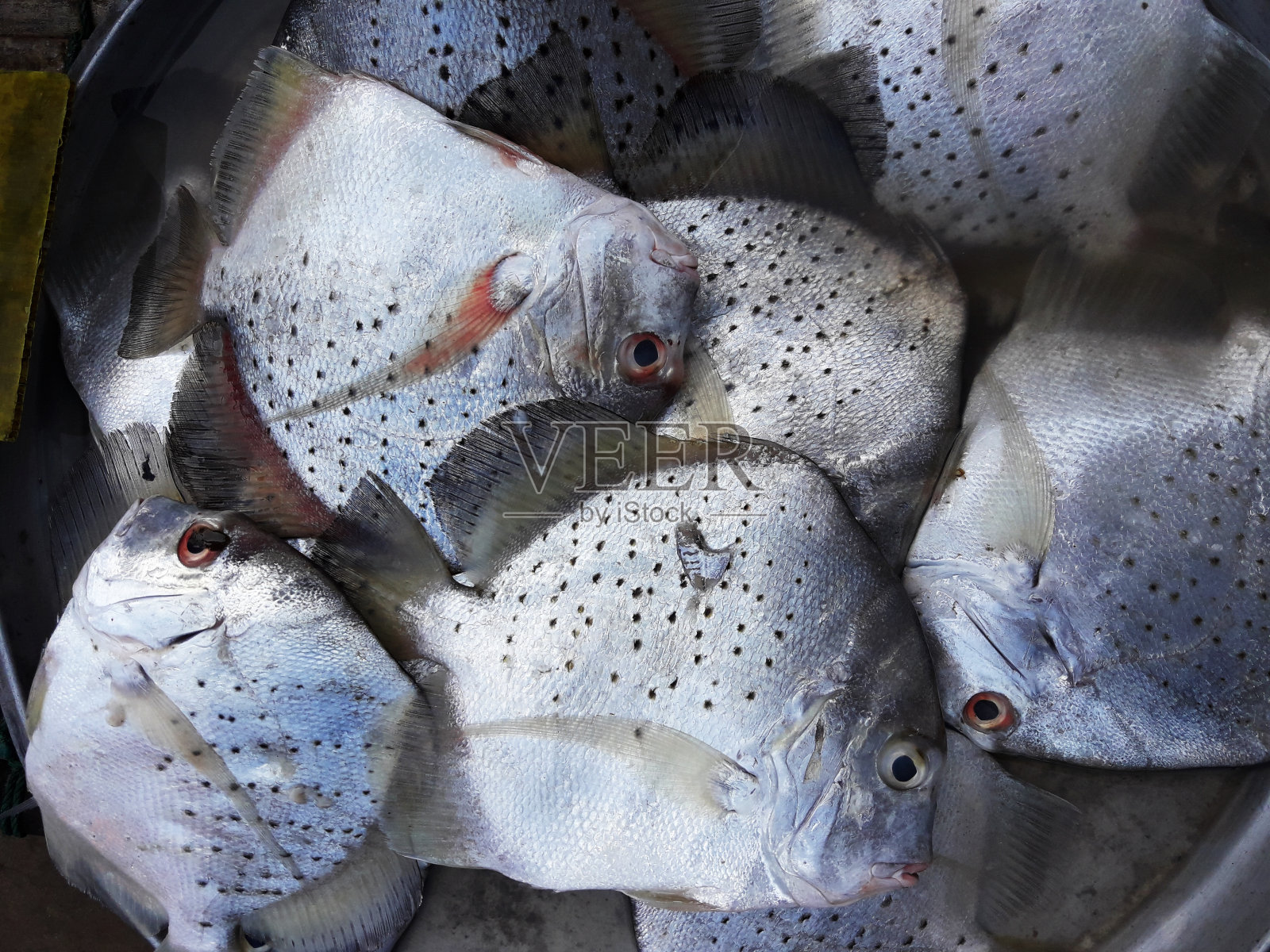 盘子里有斑点的镰刀鱼照片摄影图片