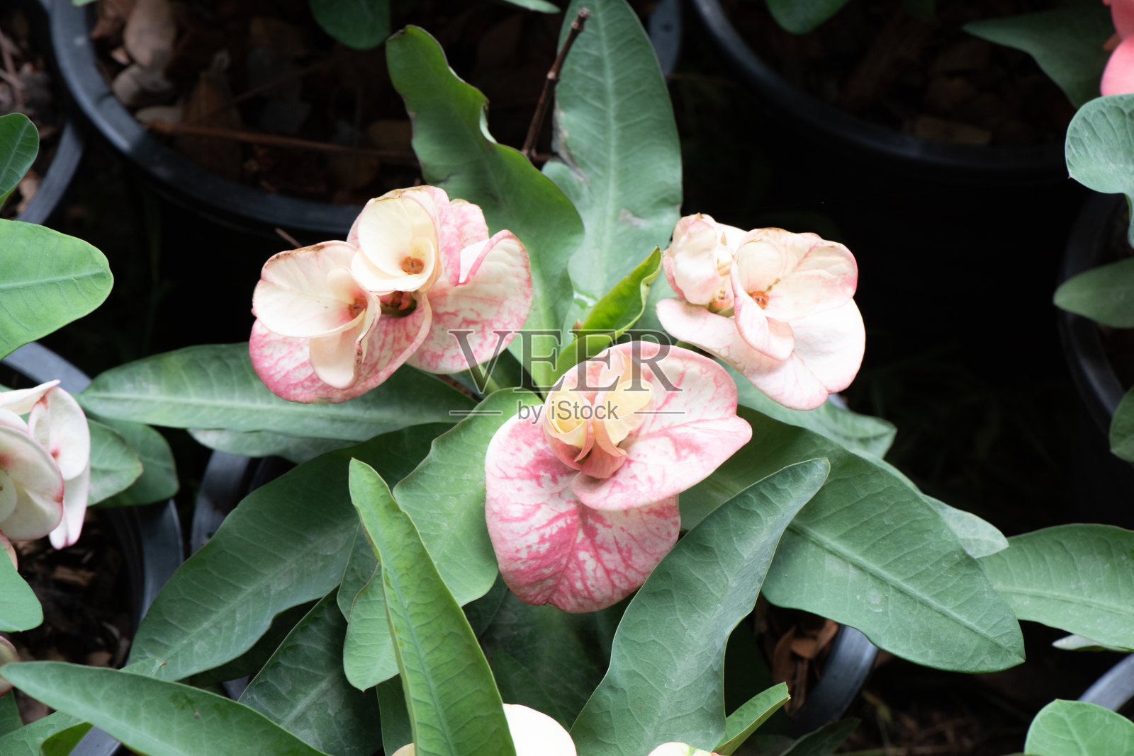 大戟花在自家花园里盛开。荆棘的冠冕照片摄影图片