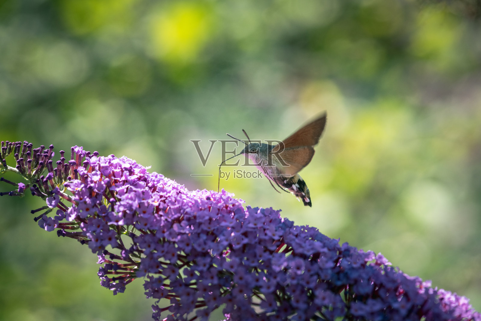 蜂鸟飞蛾正在吸取花蜜照片摄影图片