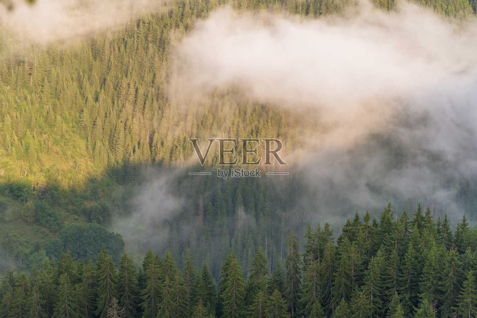 云雾笼罩的热带雨林鸟瞰图。照片摄影图片