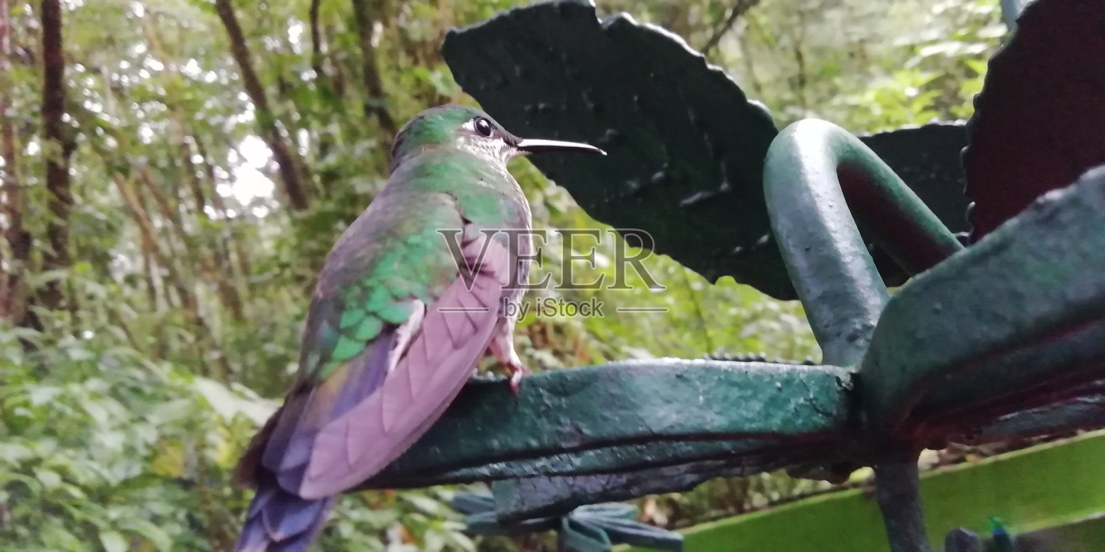 蜂鸟照片摄影图片
