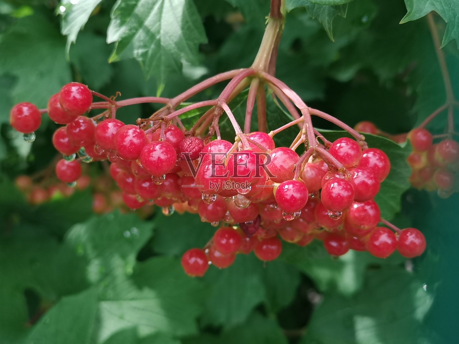 花楸或花楸树上的红色浆果。浆果被野鸟吃掉照片摄影图片