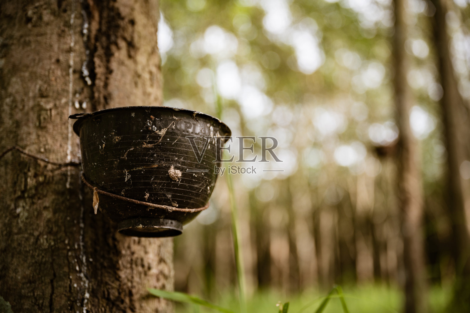 橡胶乳胶从橡胶树中提取，采收于泰国。照片摄影图片