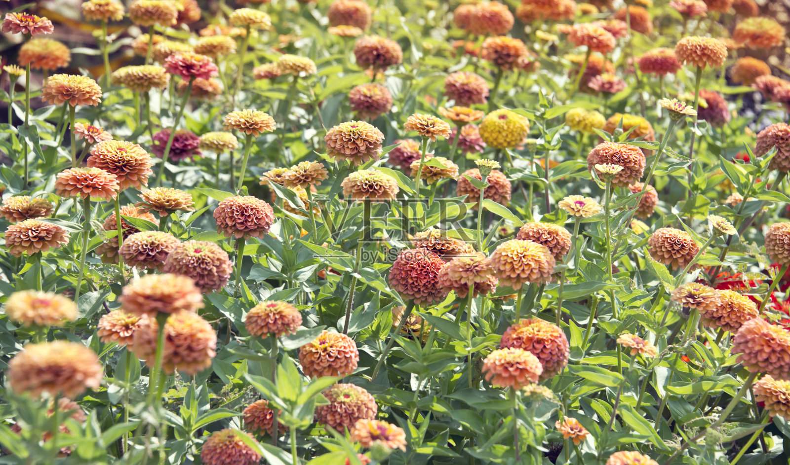 美丽多彩的百日elegans花盛开照片摄影图片