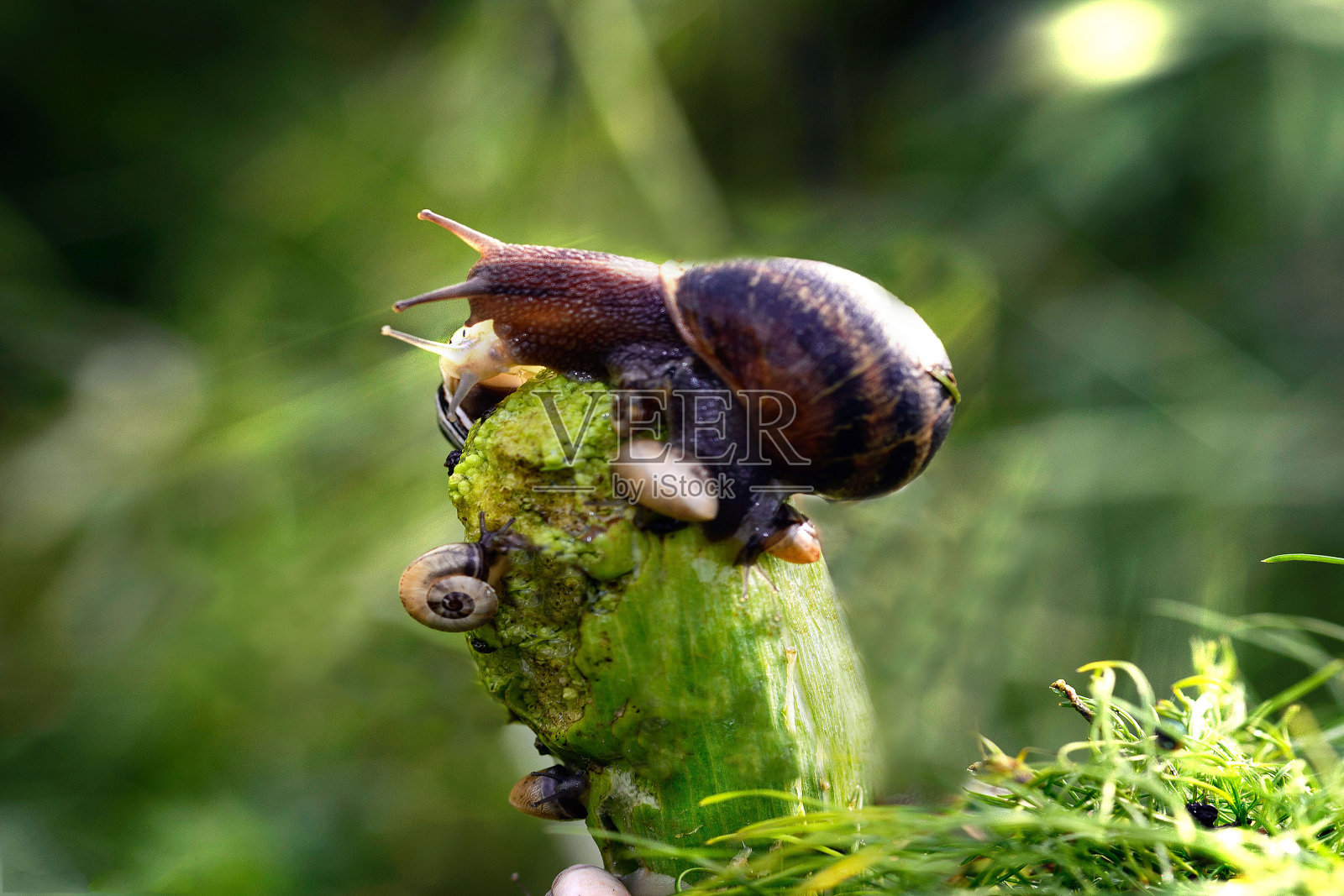 动物观照片摄影图片