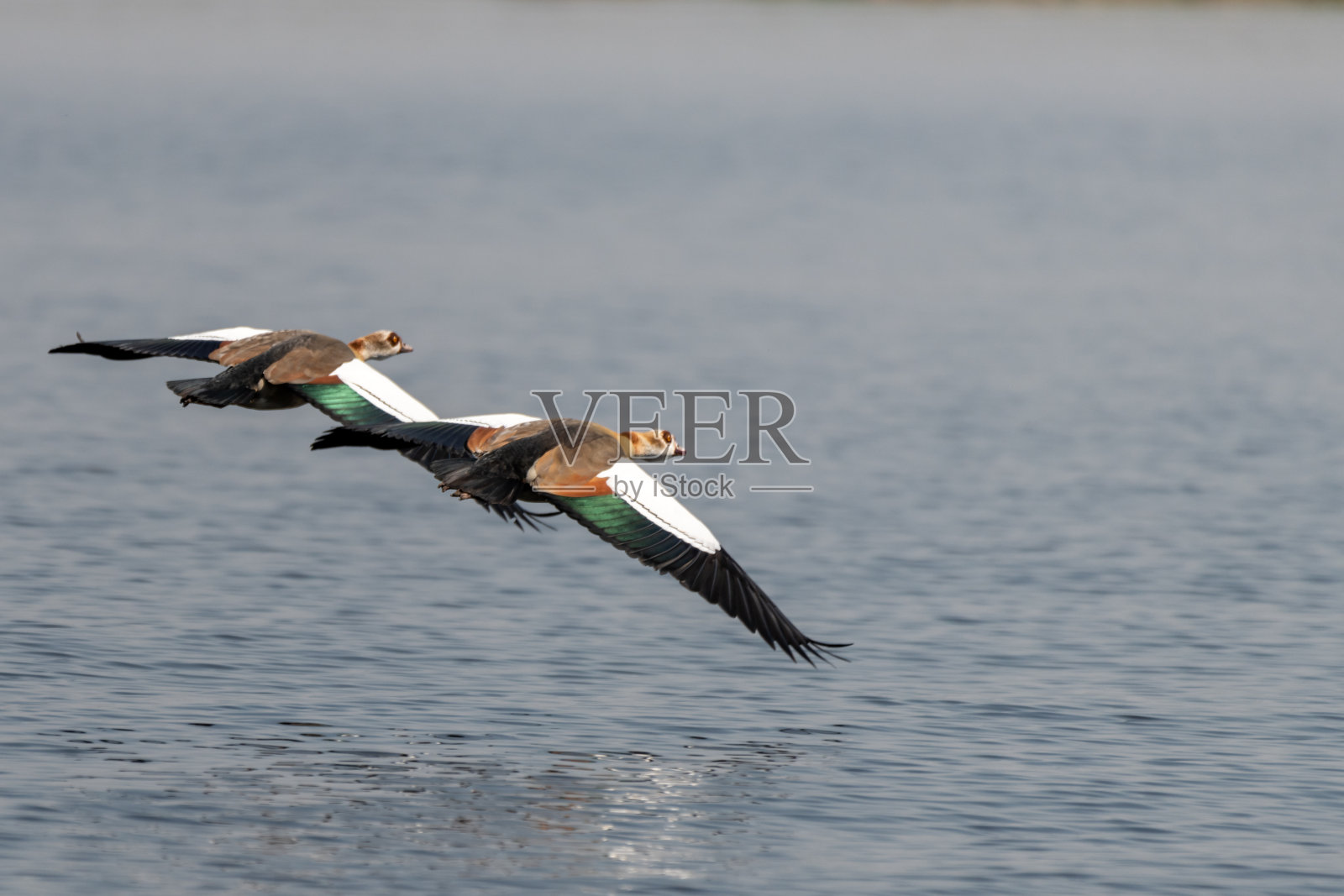 非洲博茨瓦纳丘比国家公园的埃及鹅飞过照片摄影图片